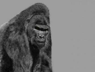Gorilla Wallpaper Silverback