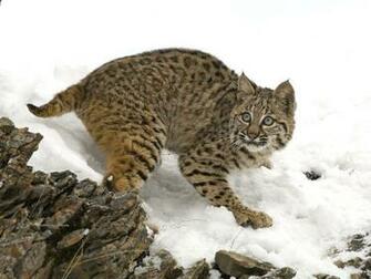 Animals Bobcat In Winter Picture Nr