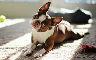 Boston Terrier Kutya HD Wallpaper