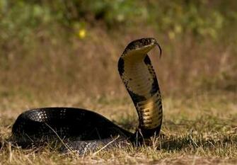 Desktop Venomous Snakes Wallpaper 3d HD Pictures