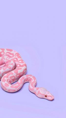 Pink And Blue On Snake Wallpaper Art