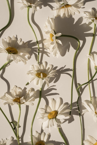 Daisy Aesthetic Wallpaper