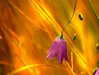 Wallpaper HD Desktop Online Flower