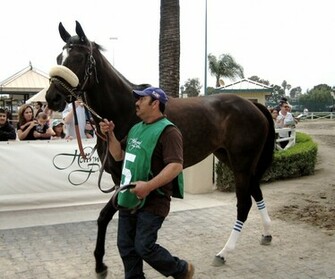 Pics Of Zenyatta