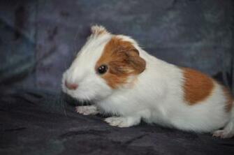 Baby Guinea Pig Wallpaper Memes Trending Space