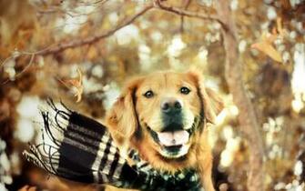 Dogs Fall