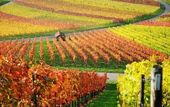 Man Made Vineyard Wallpaper