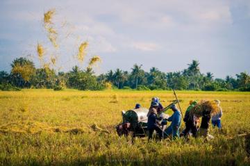 Philippines Filipino Farm Farmers Ricefields Farming Rice