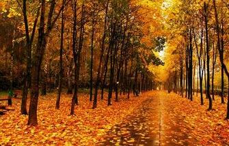 Desktop Wallpaper Fall Trees In HD