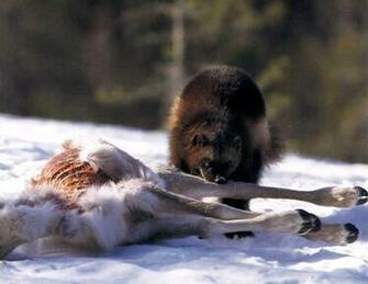 Wolverine Animal Vs Wolf HD Walls Find Wallpaper
