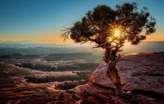 Wallpaper The Sun Light Sunset Mountains Tree Usa Pine