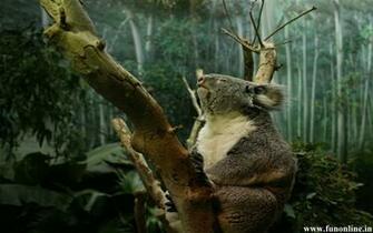 Koala Wallpaper Cute And Pretty Koalas HD