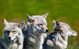Brother Wolf Denali National Park Central Alaska Wallpaper Photos