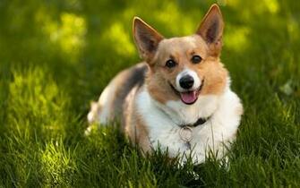 Pics Photos Welsh Corgi Cute HD Wallpaper For Desktop