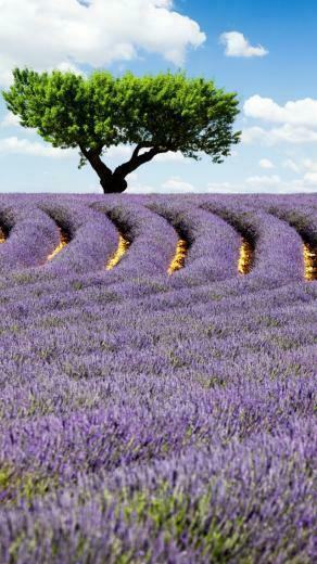 Wallpaper Lavender Field 4k HD Provence France