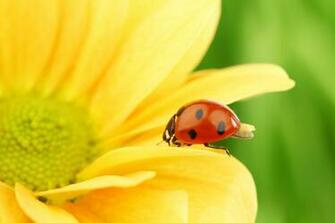Ladybird Beetle Flower Macro Green Background Stock Photos