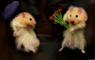 Flowers For You Desktop Pc And Mac Wallpaper