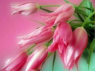 Pink And Green Wallpaper Alpha Kappa Living In A