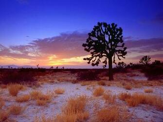 Bbq In The Stillness Of Desert As Pallid Winged Grasshoppers Chirp