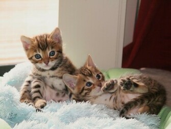 Bengal Cats Cute