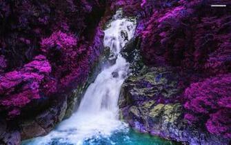Purple Tree Wallpaper