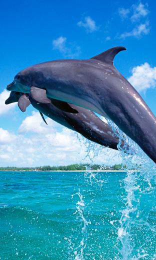 Baby Dolphin Live Wallpaper For Android Animal