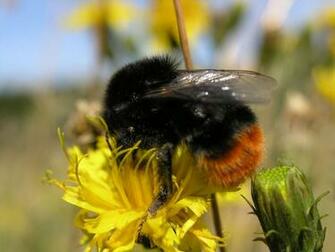 File Bumblebee On Dandelion Jpg