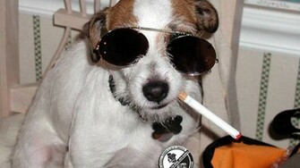 Cool Jack Russell Terrier Puppy Wallpaper Hq