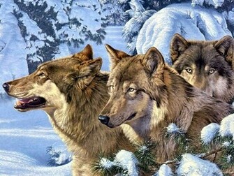 Wolf Screensaver Screensavers