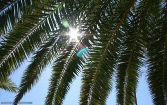 Url Gdefon Palm