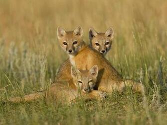 Animals Wallpaper