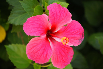 Hibiscus Wallpaper HD