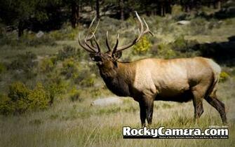 Go Back Pix For Bull Elk Wallpaper