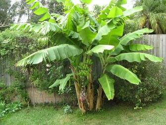 Banana Plant Image Plants