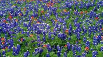 Bluebonnet Background Net