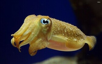 Animal Cuttlefish Wallpaper
