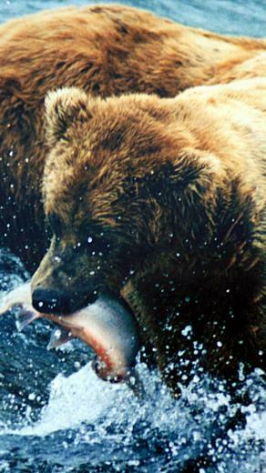 Brown Bear Grizzly 3wallpaper iPhone Les Wallpaper Du