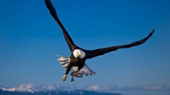 Eagle Flying Wallpaper