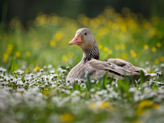 Bird Animal Goose 4k Ultra HD Wallpaper