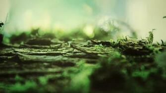 Depth Of Field Wallpaper Fields