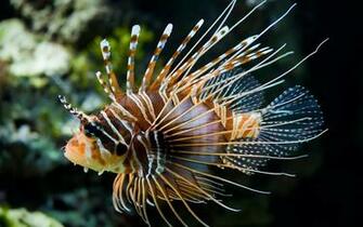 Lionfish Saltwater Aquarium S Background Wallpaper