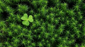Irish Wallpaper Photography Gallery Pc