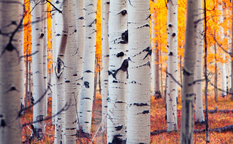 Image Usa Colorado Aspen Birch Autumn Nature Forests Trunk Tree