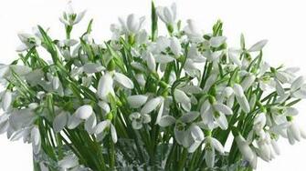 Snowdrops Flowers Bouquet Vase White Primrose Spring Stock