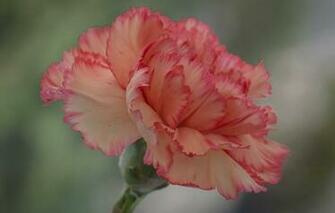 Wallpaper Flower Petals Carnation Paint Macro