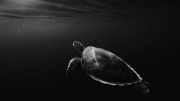 Turtle 4k Ultra HD Wallpaper