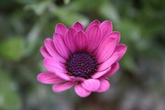 Purple Flower Wallpaper For Your Pc Or Mac