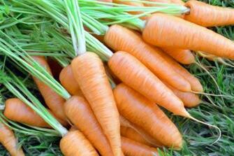 Carrots Wallpaper