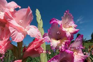 White And Purple Gladiolus Flowers Wallpaper