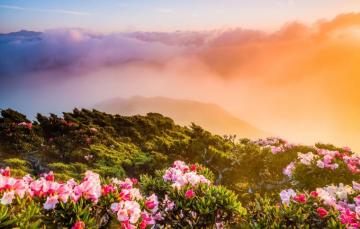 Wallpaper Greens Light Landscape Flowers Mountains Nature